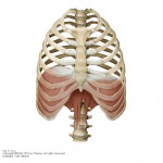 The importance of Breathing Correctly | Farringdon Osteopaths